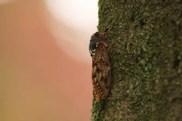 Close Cicada Sitting Ground — Stock Photo, Image