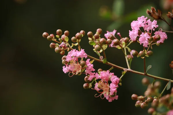 Красивые Цветы Саду Фоне Природы — стоковое фото
