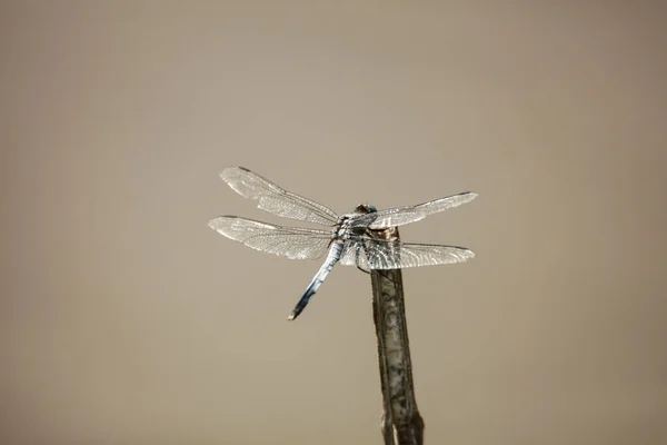 Dragonfly Branch Close — Stock Photo, Image