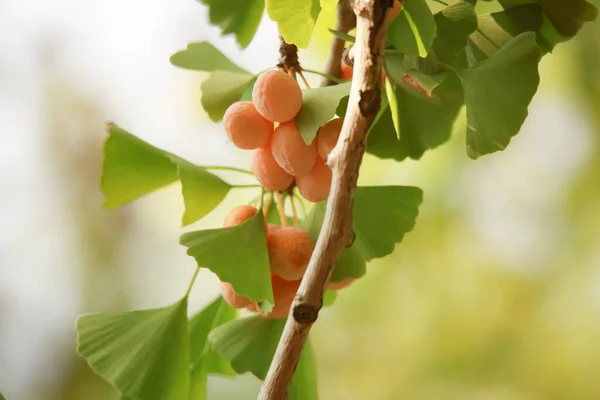 Albaricoques Amarillos Maduros Frutos Una Rama Árbol — Foto de Stock