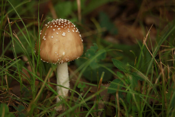 a closeup shot of mushroom in the forest on nature background