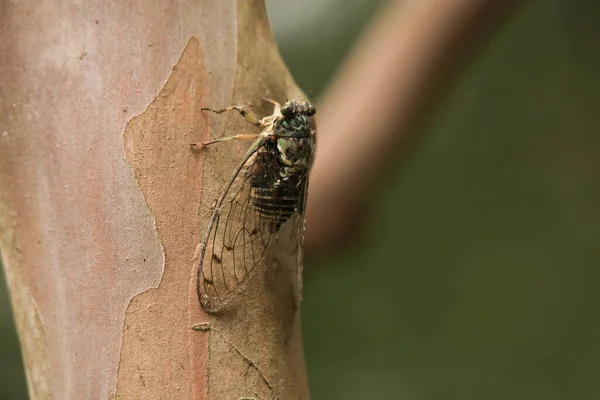 Close Cicada Sitting Ground — стоковое фото