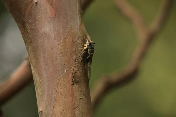 Primo Piano Una Cicala Seduta Terra — Foto Stock