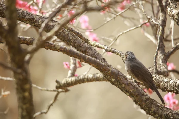 Schöner Vogel Auf Dem Ast Der Natur Des Frühlings — Stockfoto
