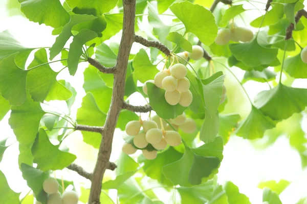 Frutas Frescas Maduras Que Crecen Aire Libre — Foto de Stock