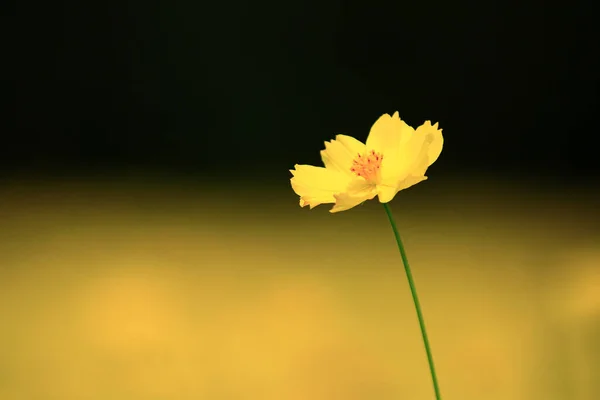 Beautiful Yellow Flowers Flora Summer — Stock Photo, Image