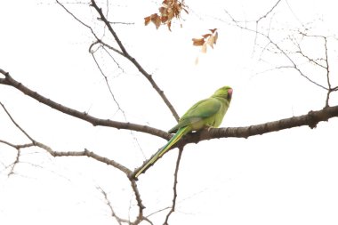 Yeşil papağan ağaçta oturuyor