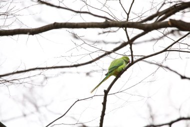 Yeşil papağan ağaçta oturuyor
