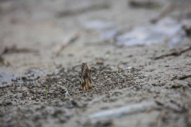 Kelebeğin yere yakın görüntüsü