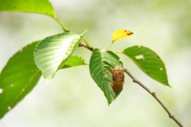 Güzel yeşil bir yaprak ve böceğin yakın plan çekimi.