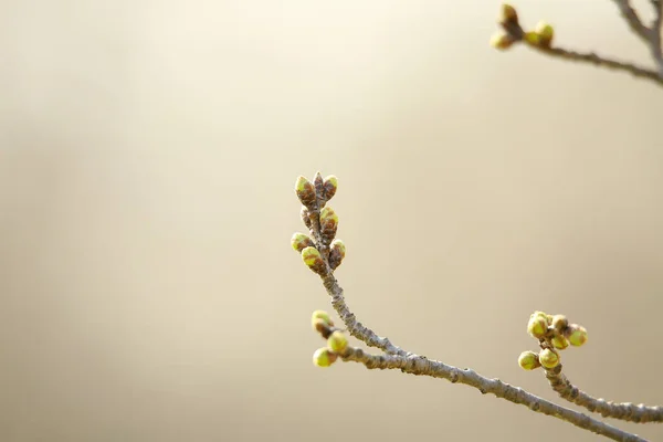 Voorjaar Boom Knoppen Close Uitzicht — Stockfoto