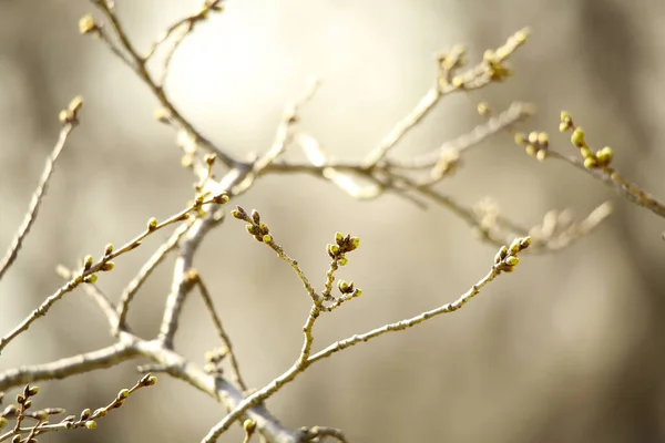 Bourgeons Arbres Printemps Vue Rapprochée — Photo