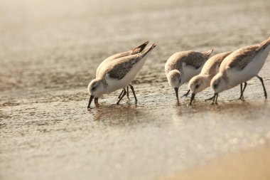 Gün batımında kumlu sahilde bir grup kuş.