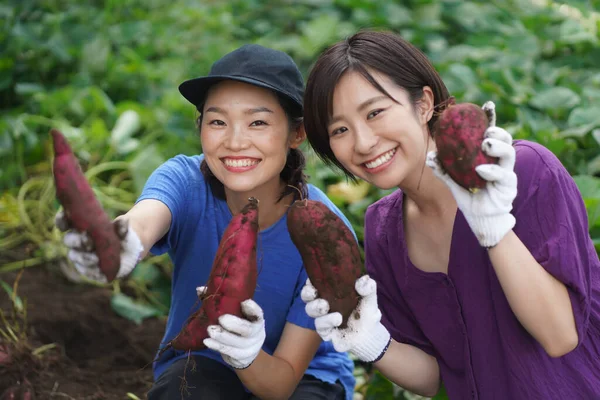 Glada Japanska Kvinnor Som Visar Stor Röd Potatis Trädgården — Stockfoto