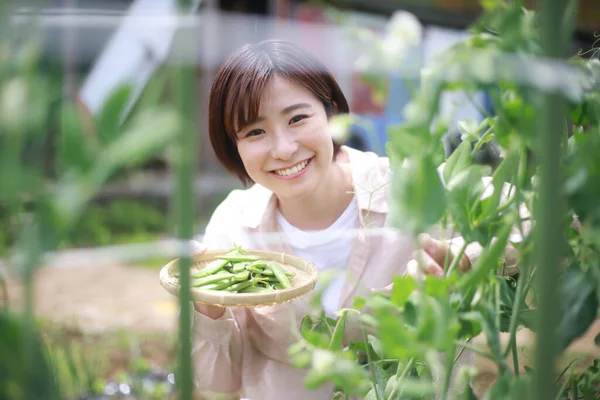 Молода Азіатка Зеленими Овочами Теплиці — стокове фото