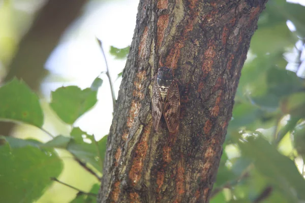 Hnědá Cicada Sedící Stromě — Stock fotografie