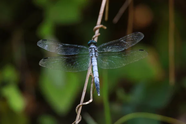 Libelle Auf Einem Ast Nahaufnahme — Stockfoto