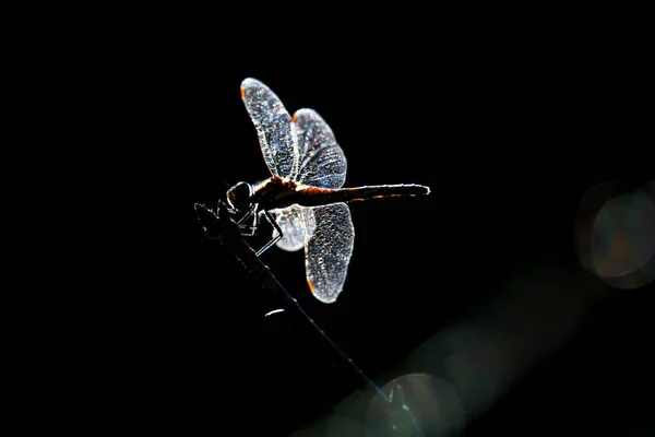 在模糊的自然背景下的蜻蜓特写 — 图库照片