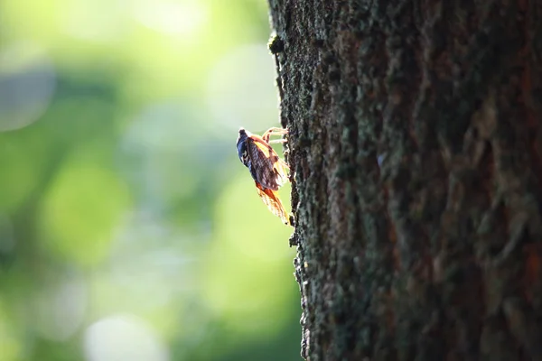 Hnědá Cicada Sedící Stromě — Stock fotografie