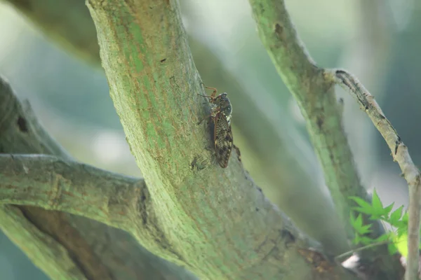 木の上に立つ茶色い蝉 — ストック写真