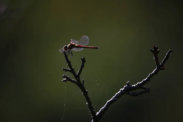 Vista Cerca Libélula Sobre Fondo Natural Borroso — Foto de Stock