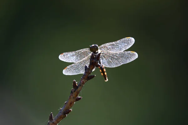 Nahaufnahme Der Libelle Auf Verschwommenem Natürlichen Hintergrund — Stockfoto
