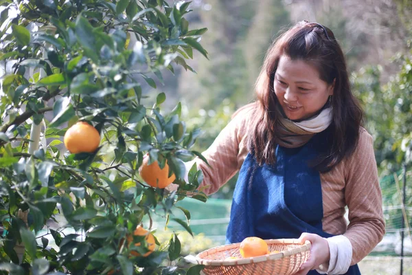 Bild Kvinna Som Skördar Apelsiner — Stockfoto