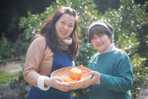 Εικόνα Γυναίκας Που Συλλέγει Πορτοκάλια — Φωτογραφία Αρχείου