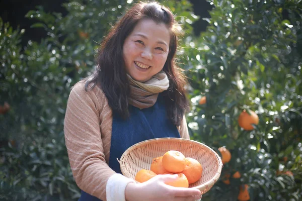 Bild Kvinna Som Skördar Apelsiner — Stockfoto