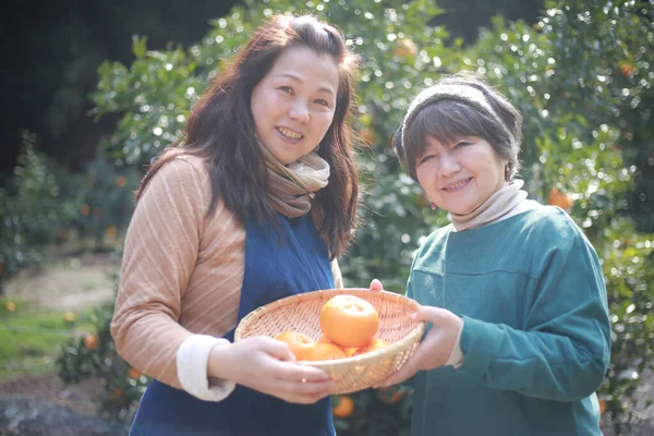 Obrázek Ženy Sklízející Pomeranče — Stock fotografie