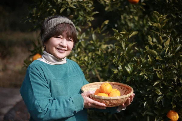 Portakal Toplayan Bir Kadın Resmi — Stok fotoğraf