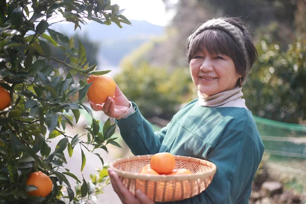 オレンジを収穫する女性のイメージ — ストック写真