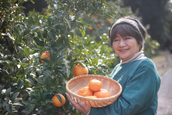 오렌지 수확을 여자의 — 스톡 사진