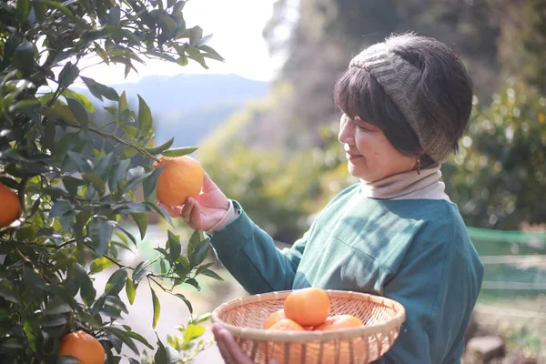 Immagine Una Donna Che Raccoglie Arance — Foto Stock