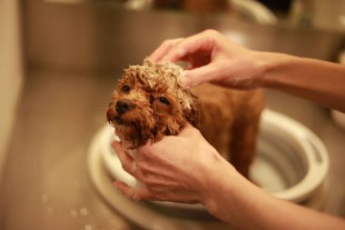 Küçük köpek şampuanı görüntüsü 