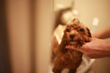 Küçük köpek şampuanı görüntüsü 