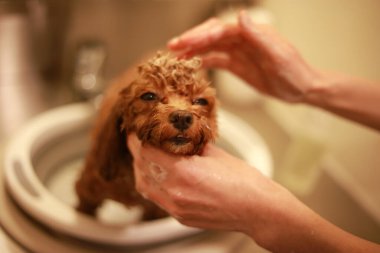 Küçük köpek şampuanı görüntüsü 
