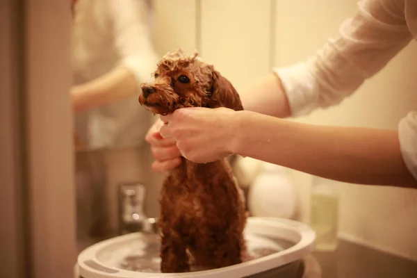 Shampoo Für Kleine Hunde — Stockfoto