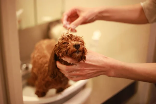 Petit Chien Shampooing Image — Photo