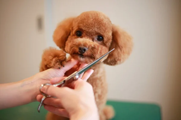Küçük bir köpeğin görüntüsü kırpılıyor 