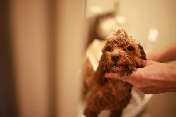 Petit Chien Shampooing Image — Photo