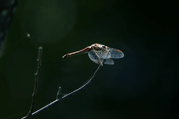 Red Dragonfly Perching Tree — Stock Photo, Image