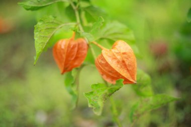Doğal olarak büyüyen Physalis. 