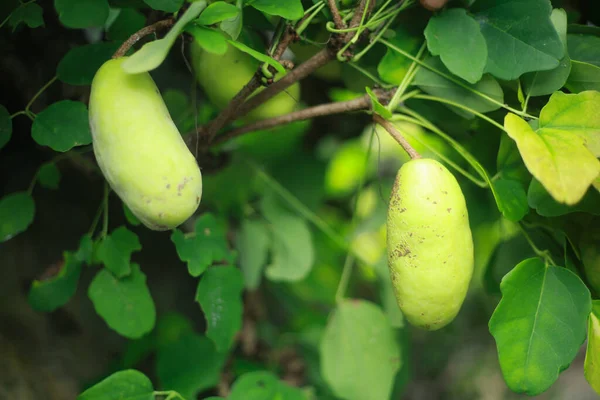 Immagine Akebi Crescita Naturale — Foto Stock