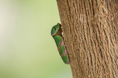 Boynuzlu solucan ağaca tırmanıyor. 