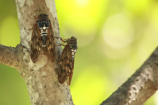 Cicadas Sittande Ett Träd — Stockfoto
