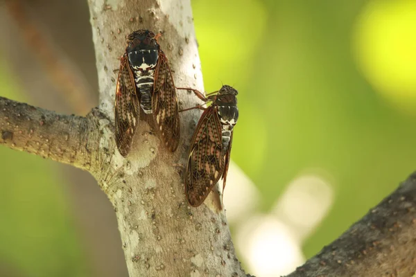Cicadas Zittend Een Boom — Stockfoto