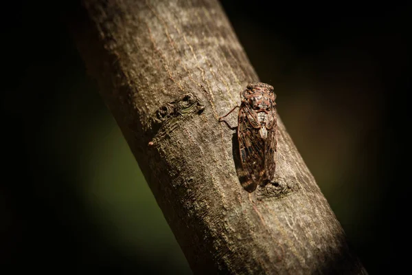 Cicadas Empoleirando Uma Árvore — Fotografia de Stock