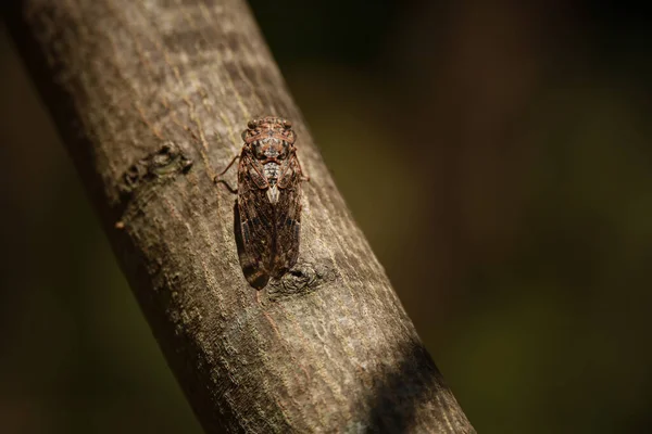 Cicadas Egy Fán — Stock Fotó