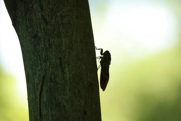 Cicadas Perching Tree — Stock Photo, Image